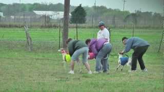 Lure Coursing Whippets Florence TX March 18 2012 [upl. by Alemrac]