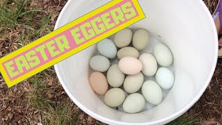 Easter Egger Chickens [upl. by Errehs886]