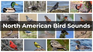 North American Bird Sounds  Compilation [upl. by Akemehc]