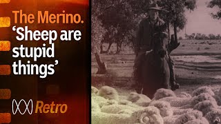 Australian Merino sheep  the history and origin story  Rural 75th  ABC Australia [upl. by Ahsit]