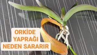 ORKİDELERDE YAPRAK SARARMASI ve SEBEPLERİ [upl. by Auqinu]